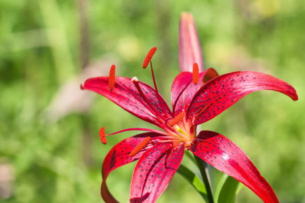 istock Large red Lily with large stamens growing 994121944