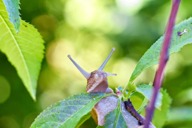 istock Big grape snail crawling on his business 994122462