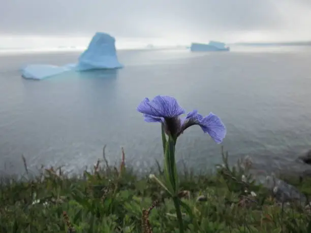 A lone purple iris isolated from its bloom overlooks the grey desolate Atlantic ocean that is littered with various icebergs of different shapes and sizes.