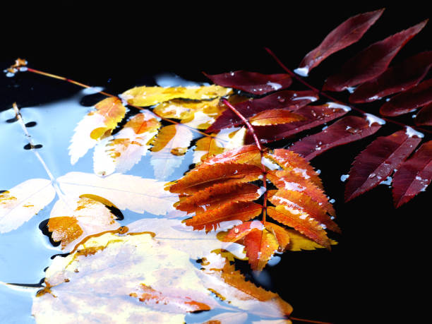 istock fallen leaves in dark water, closeup 994125974