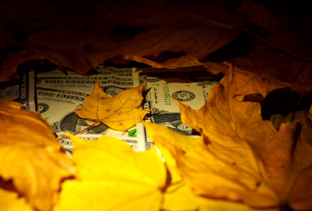 istock dollar banknotes under fallen leaves under spotlight, closeup, shallow depth of field 994128760