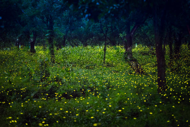istock Fireflies flying in the forest at twilight 994128808