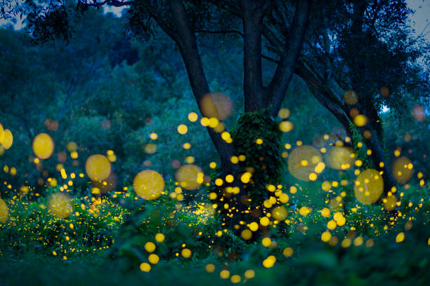 Fireflies flying in the forest at twilight Lampyridae , Lightning Bugs Fireflies , Long exposure photo firefly forest stock pictures, royalty-free photos & images