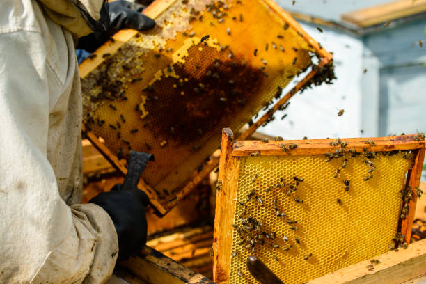 istock Unidentified beekeeper holding honeycomb with bees to control si 994137498