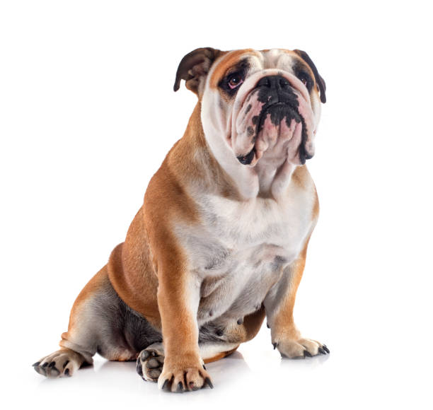 istock english bulldog 994137694