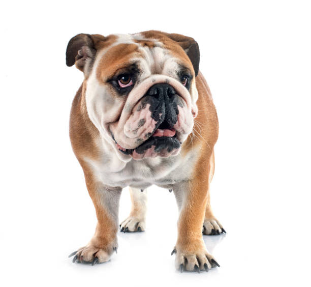 istock english bulldog 994137728