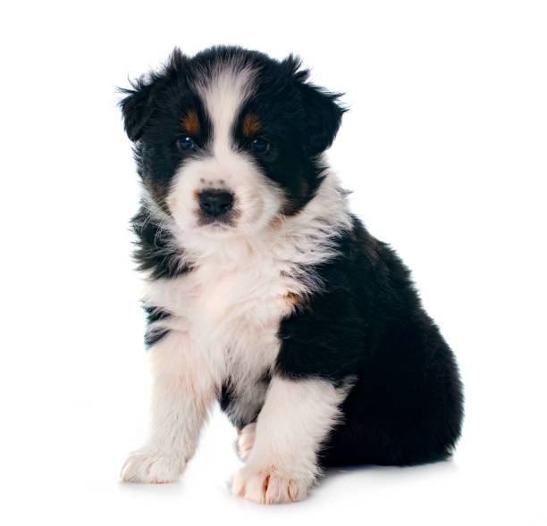 istock puppy  australian shepherd 994140012