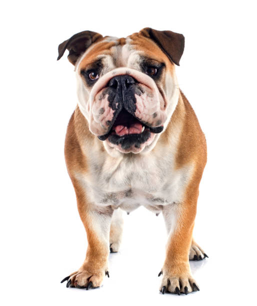istock english bulldog 994140310