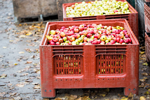Apples in plastic containers - cider production farm