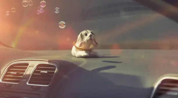 Nodding toy dog on the dashboard of a car on a window