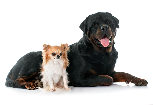 young chihuahua and rottweiler in front of white background