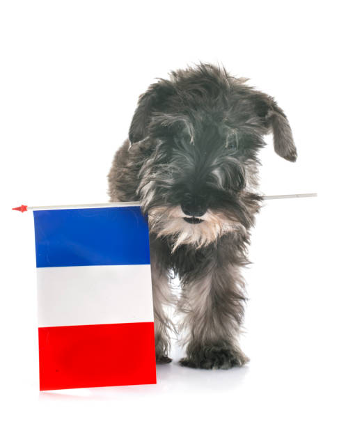 istock puppy miniature snout 994143786