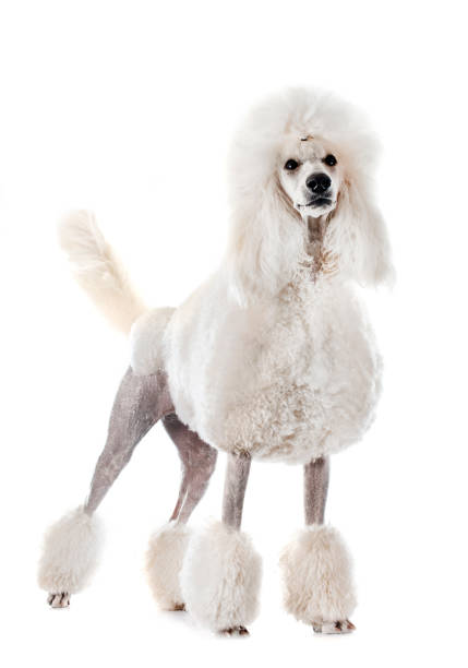 ホワイト標準プードル - standard poodle ストックフォトと画像