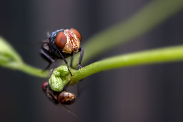 istock insect fly,Insect,on the green grass. 994144672