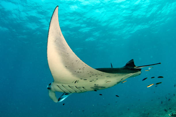 istock Manta in the blue ocean background portrait 994144930