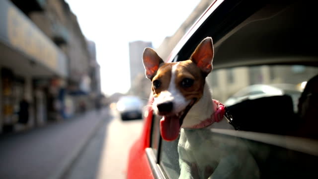 Jack russell terrier in a traffic jam