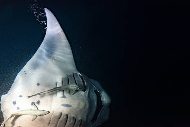 istock Manta eating krill plancton at night 994145290