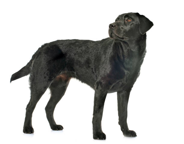 istock female black labrador retriever 994148766