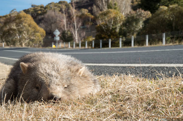 wombat dead on the side of the road - common wombat imagens e fotografias de stock