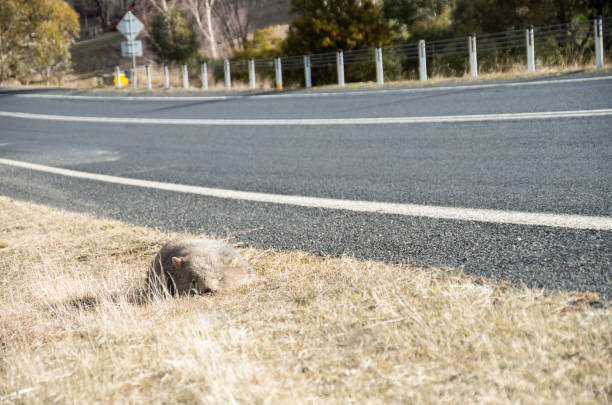 wombat dead on the side of the road - common wombat imagens e fotografias de stock