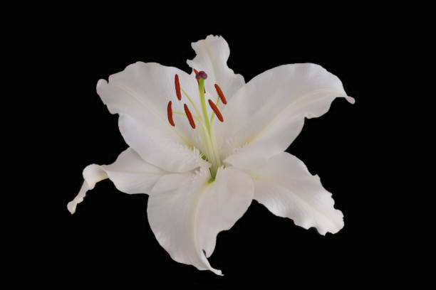 istock A Beautiful Single Lily Flowerhead 994151640