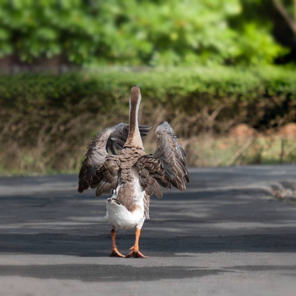 istock The goose is walking on the ground happily 994152038
