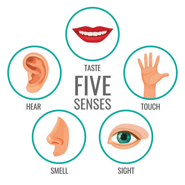 Five senses of human perception poster icons. Taste and hear Five senses of human perception poster icons. Taste and hear, touch and smell, sight human feelings. Body parts set in circles vector illustration sense of science and technology stock illustrations