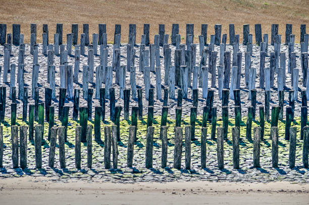 Six lines of wooden poles on a basalt slope serve as coastal defense near Breskens, The Netherlands