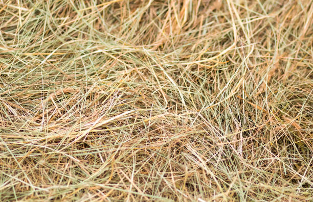 istock dry grass green yellow background rustic base hay food for livestock natural pattern 994155362
