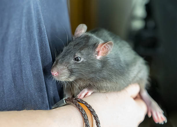 istock big rat domestic beast pet on hands fluffy cute large thoroughbred focus on the upper torso 994155404