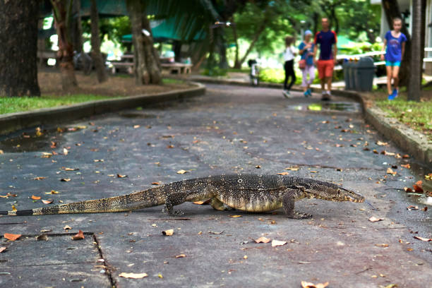 istock Monitor Lizard, Lumpini Park, Bangkok 994155766