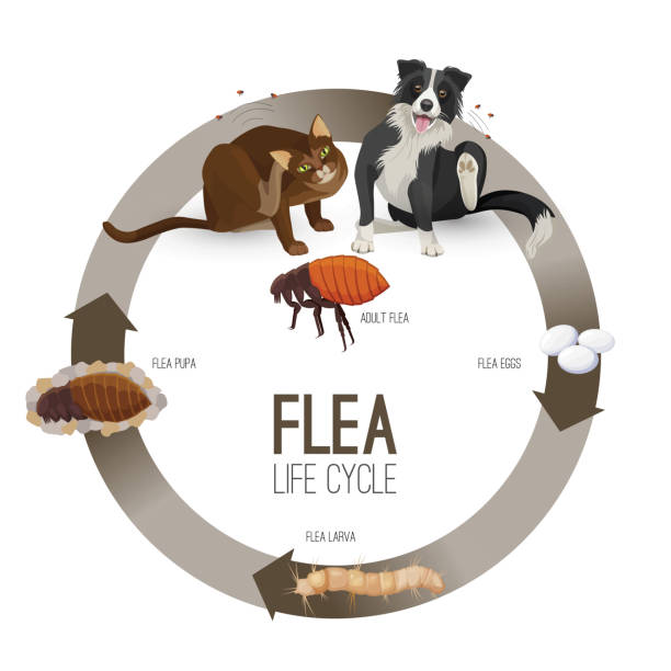 illustrazioni stock, clip art, cartoni animati e icone di tendenza di cerchio del ciclo di vita delle pulci con illustrazione vettoriale dei titoli - flea