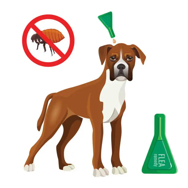 Vector illustration of Flea remedy product in container for dog vector illustration