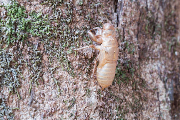 istock Cicadidae is animal. Cicada moulting on trees. 994159130