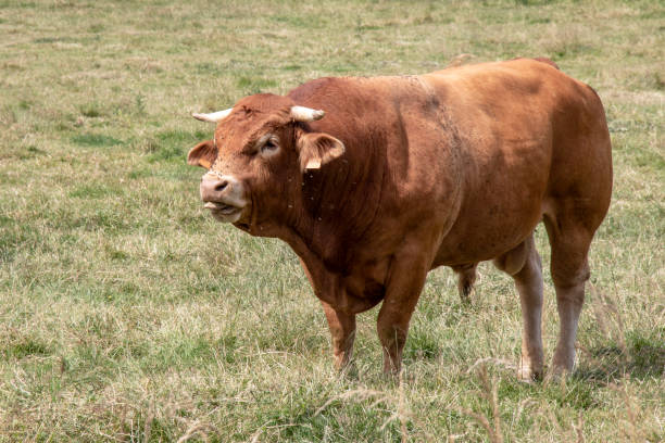 istock Bull limousine breed in the meadow 994159206
