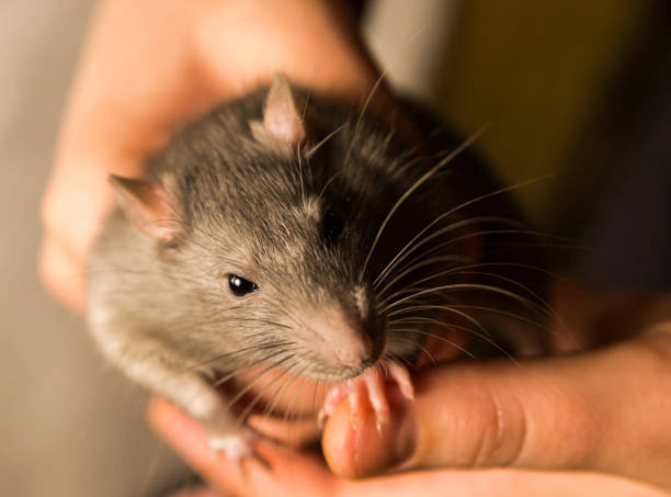 istock rat fluffy gray looking cautiously sitting in hands holding on to finger focus on left half of muzzle 994159372