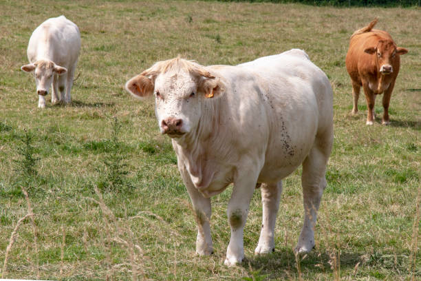istock Charolais and limousine cows in the meadow 994162864