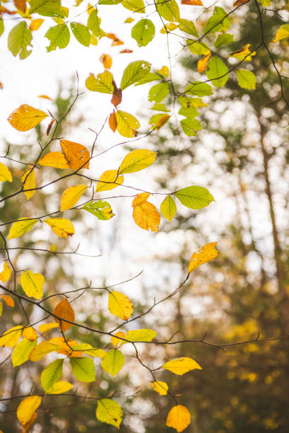 istock Beautiful Autumn Colors 994163092