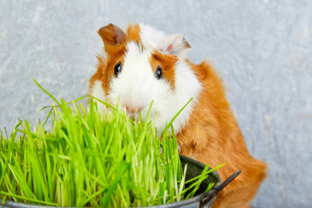 istock Redhead  guinea pig near vase with fresh grass. 994163866