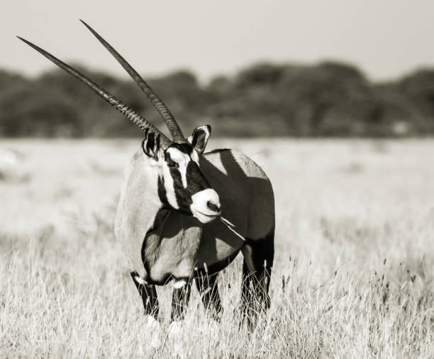 istock Portrait of a Gemsbok (Oryx) 994165122