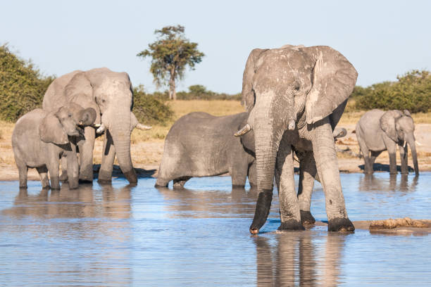 istock Elephant Matriarch and her herd drinking at a waterhole 994165152