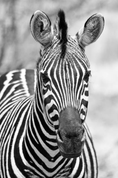 istock Portrait of a Zebra 994165448