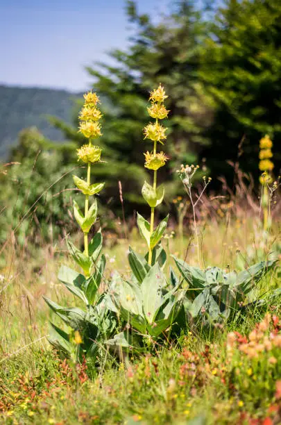 Gentian (Gentiana lutea) in mountains and blue sky on background.