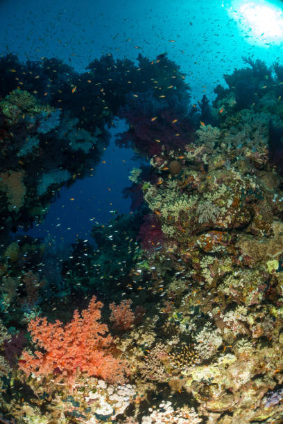 istock Coral garden in the red sea 994175740