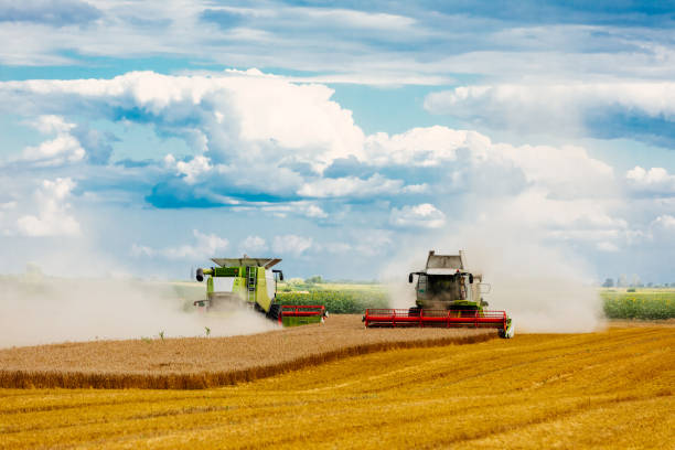 istock Harvest of wheat field 994175826