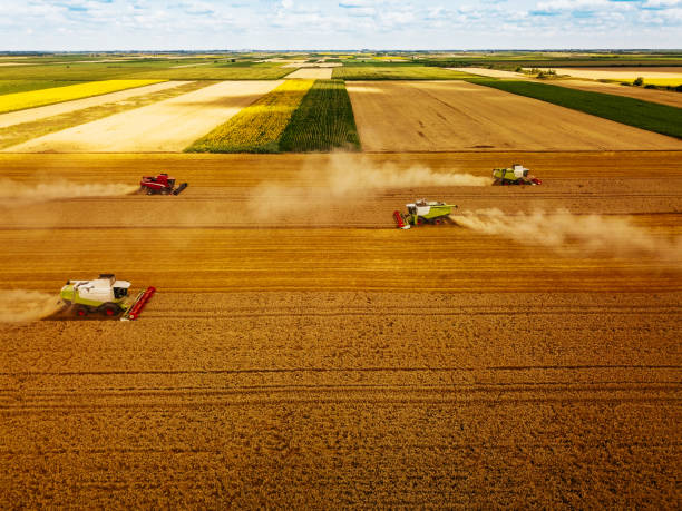 istock Motivated to finish the harvest as soon as possible 994175960