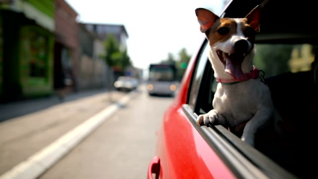 Jack russell terrier in a traffic jam