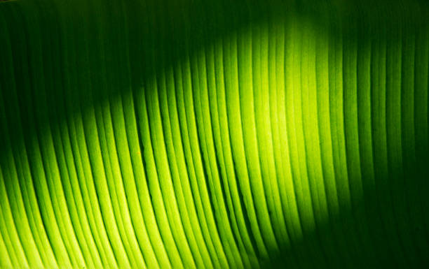 istock Texture Shown on Green  leaves 994182788