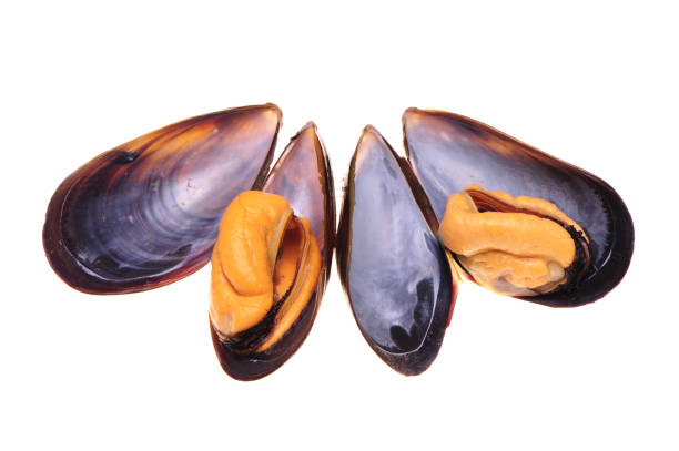 istock Photos Seafood: Mussels Isolated on White Background 994192490