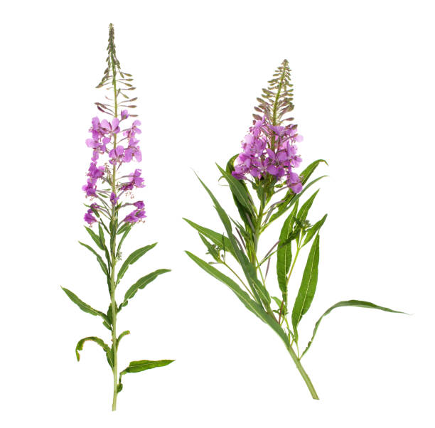 istock Plant Ivan tea with flowers on white background 994198134